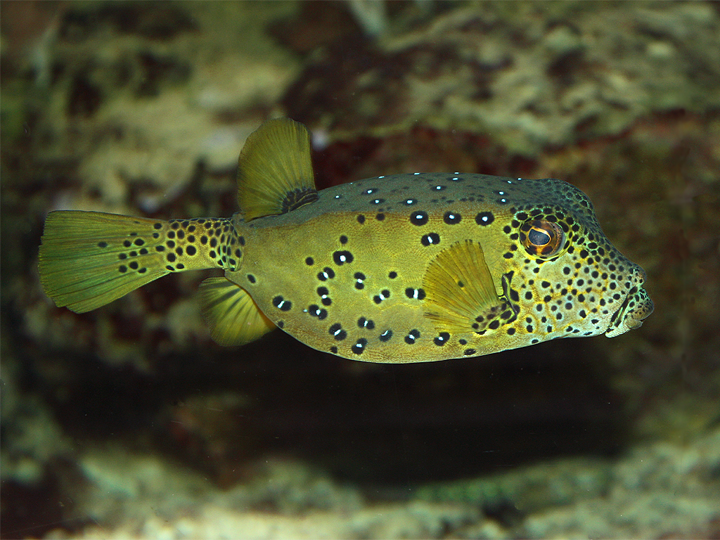 Ostracion cubicus (Pesce scatola giallo)